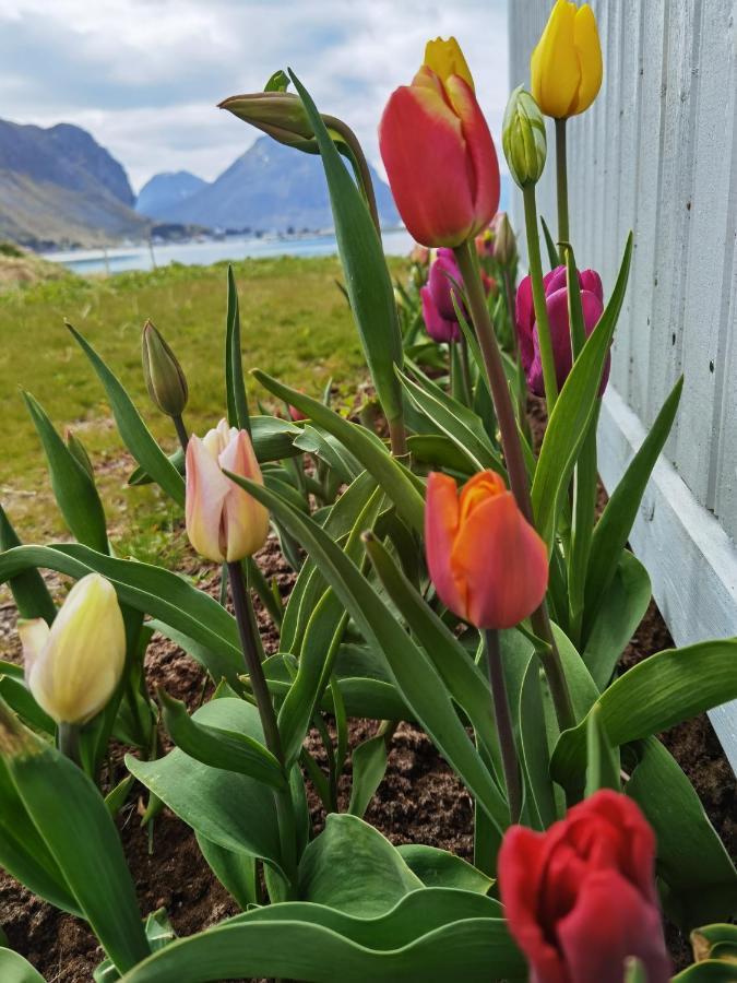 Banpim Beachside Lofoten Ramberg Kültér fotó