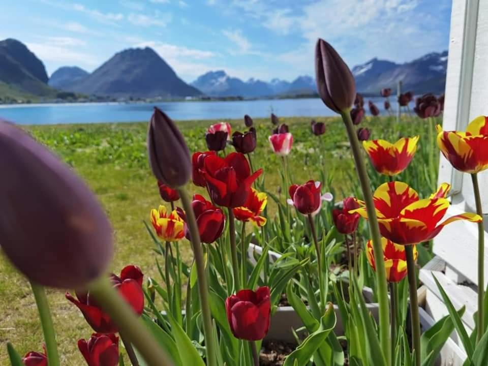 Banpim Beachside Lofoten Ramberg Kültér fotó